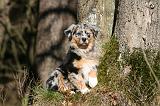BERGER AUSTRALIEN PUPPIES 590